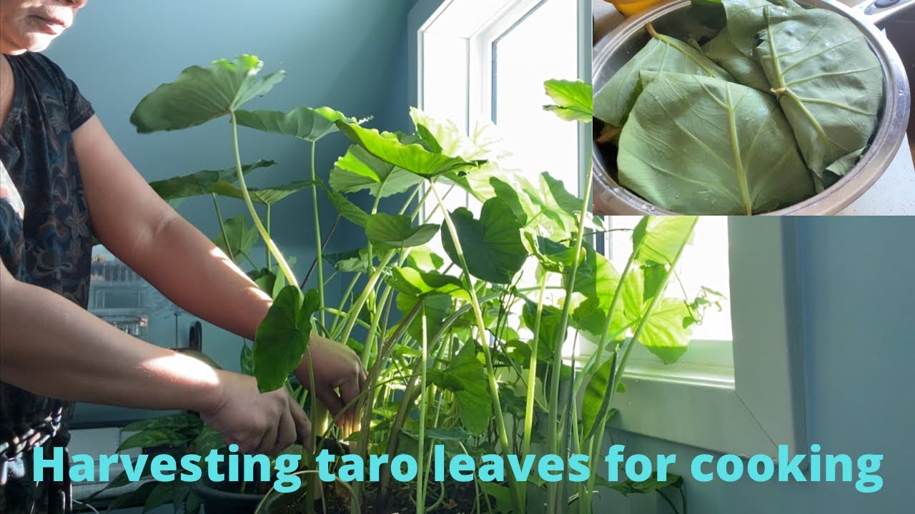 Harvesting taro leaves for cooking (indoor  plants)