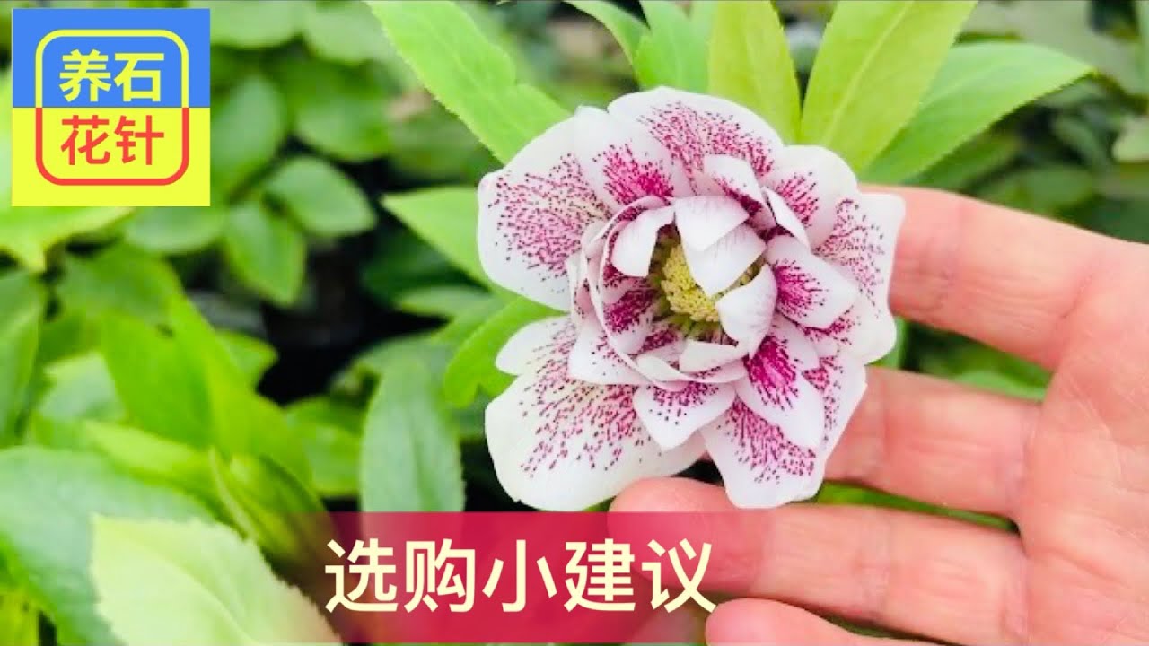 圣诞玫瑰选购小建议 - 避免挑花眼 - Hellebore