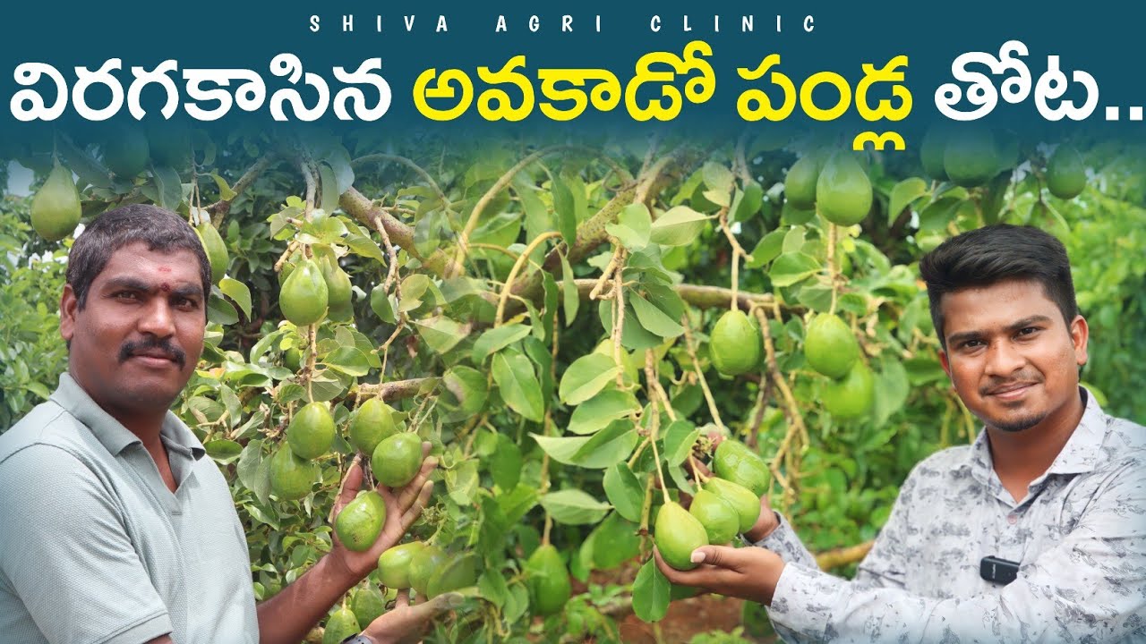 విరగకాసిన అవకాడో పండ్ల తోట | Avacado Farming In Telugu | Avacado Fruits Farm | Shiva Agri Clinic