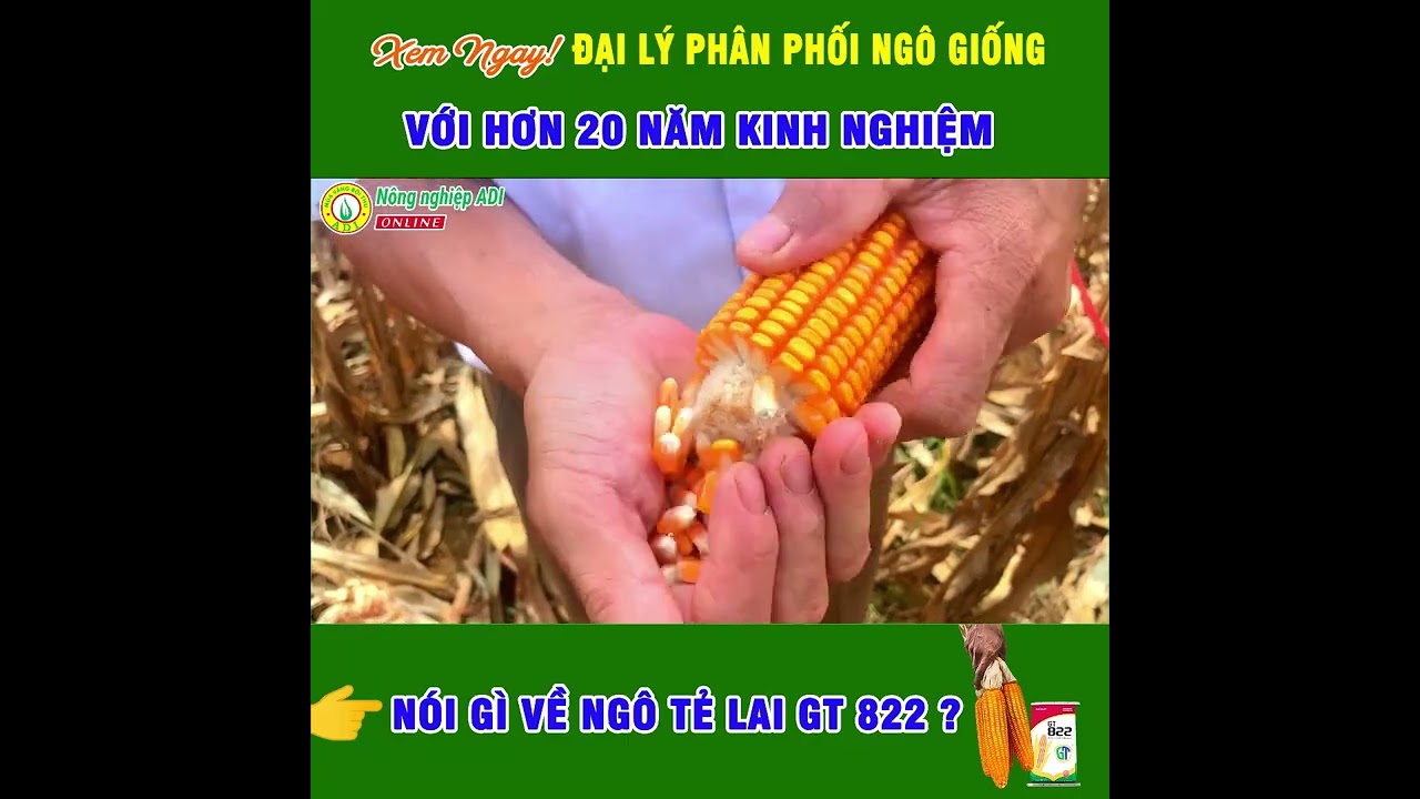 Đại l&yacute; Cường Sinh đ&aacute;nh gi&aacute; giống ng&ocirc; GT 822
