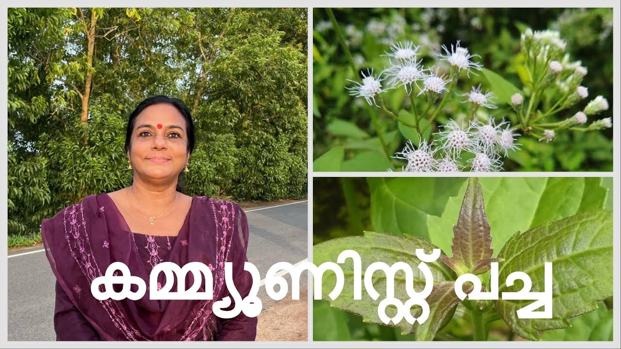 COMMUNIST PACHA 🍀 | കമ്മ്യൂണിസ്റ്റ്‌ പച്ച 🚩🍀|