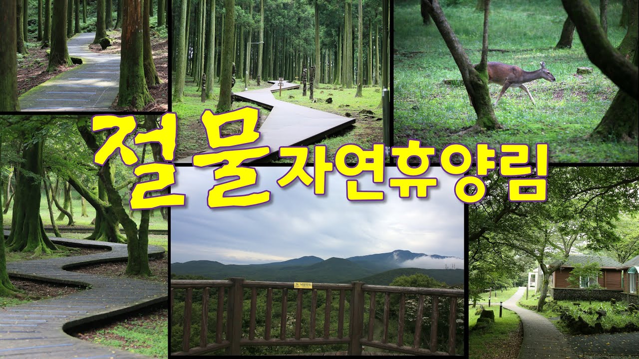 Exploration Trail Buja Jeolmul Natural Recreation Forest ver. 202406ㅣ(Чеджудо, провинция Чеджудо)...