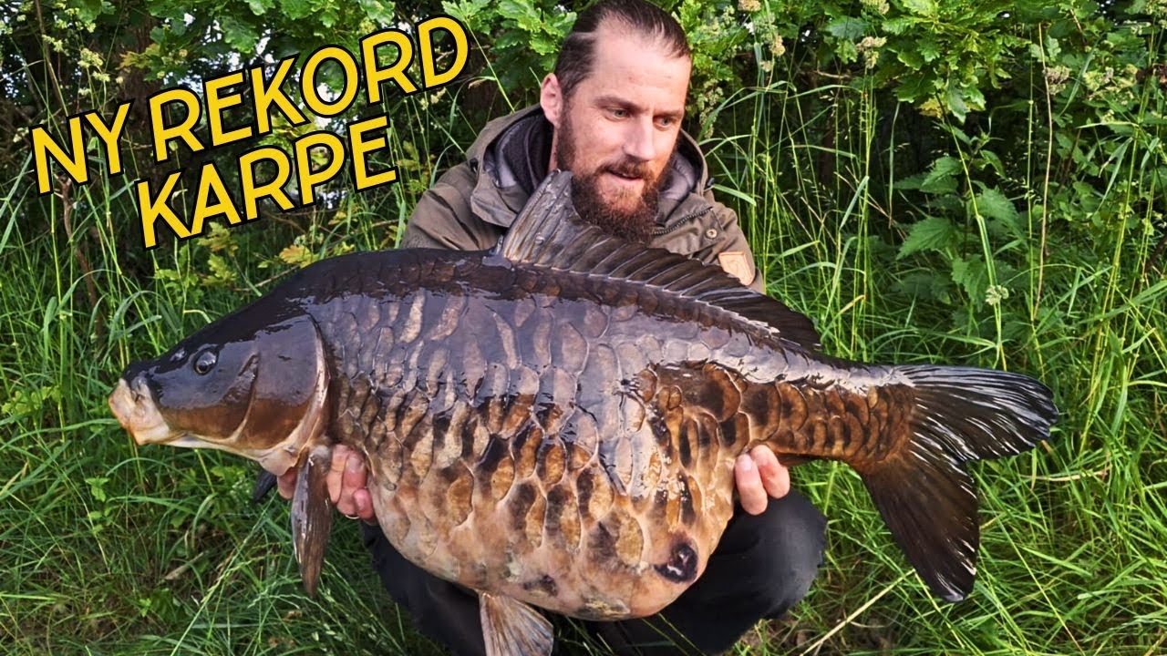 KÆMPE KARPER !!! JAGTEN PÅ MIN FØRSTE 10 KG+ !! //NATURNØRD 677