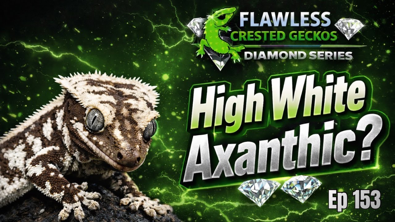 High White Axanthic Potential | Diamond Series Ep. 153