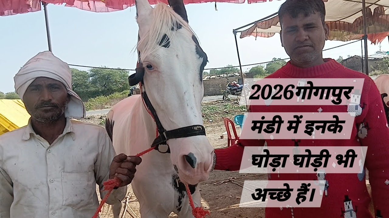 2026गोगापुर मंडी में इनके घोड़ा घोड़ी भी अच्छे हैं।
