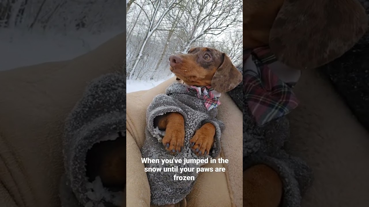 FRF21: Freezing dachshund... #daschund #dog #hotdog
