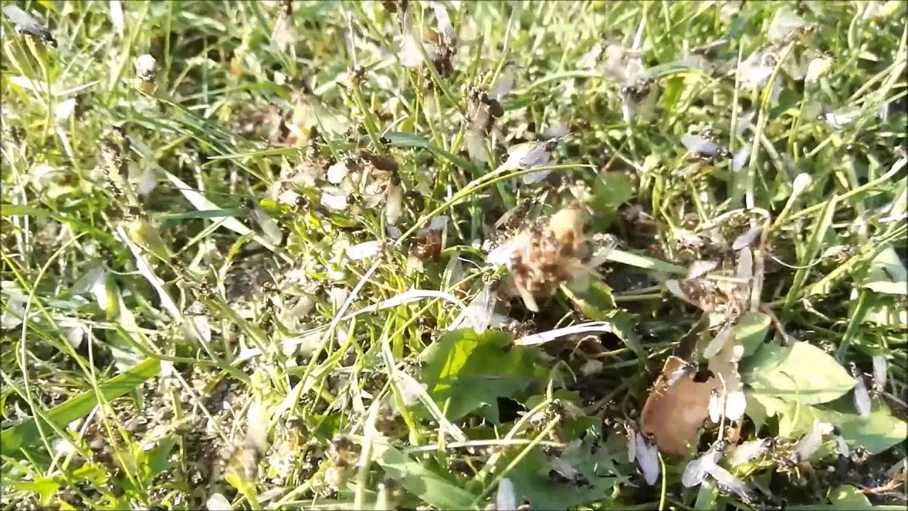 Flying Ants / Nuptial Flight (Formicidae)