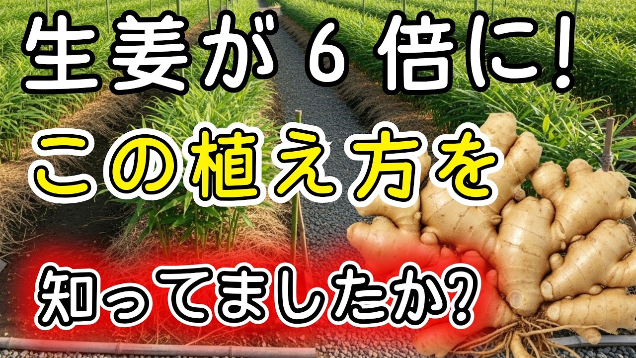 【知らないと損】春に1片植えるだけで夏から冬まで3回収穫できる。プロが教えない生姜栽培の本当のコツ【生姜】【定植】【育て方】【家庭菜園】【病害虫対策】