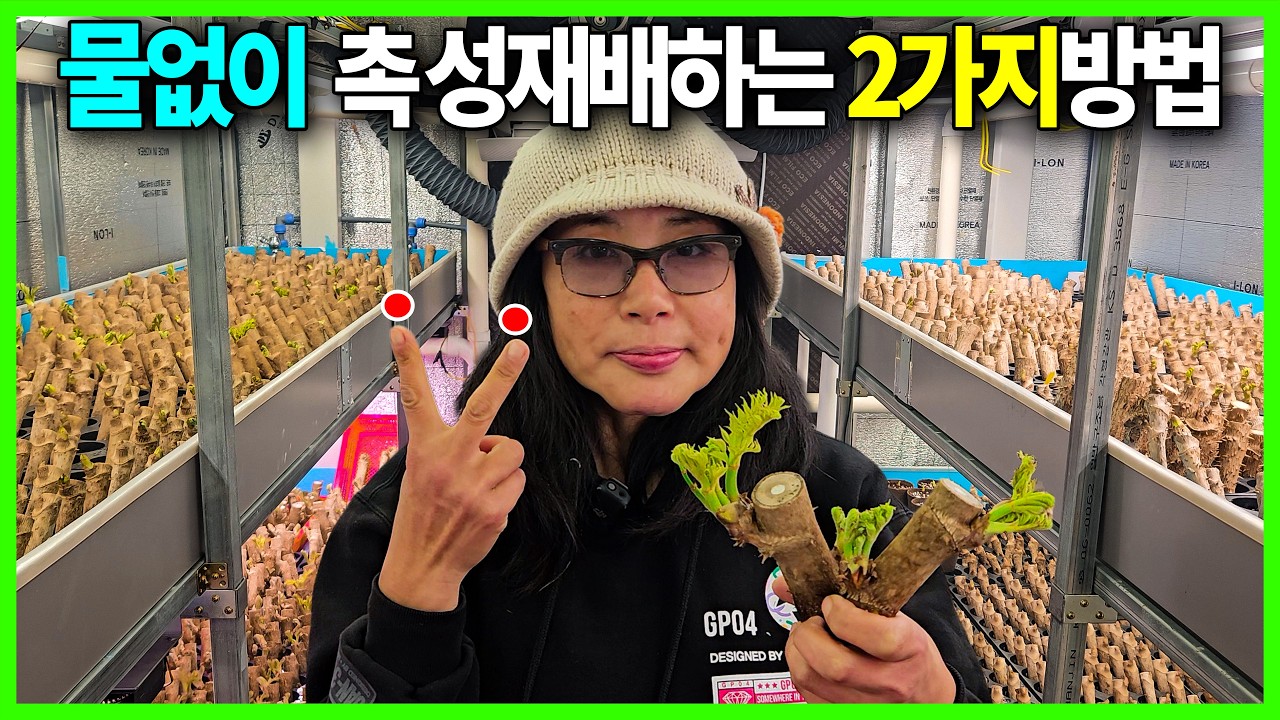 물없이 두릅 촉성재배 성공했습니다🔥 신구,자오,논산1호 등 전품종성공