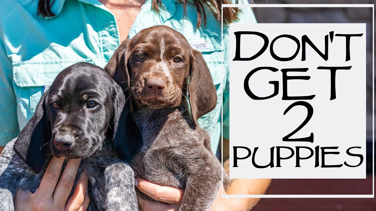 5 Reasons NOT To Get Littermates