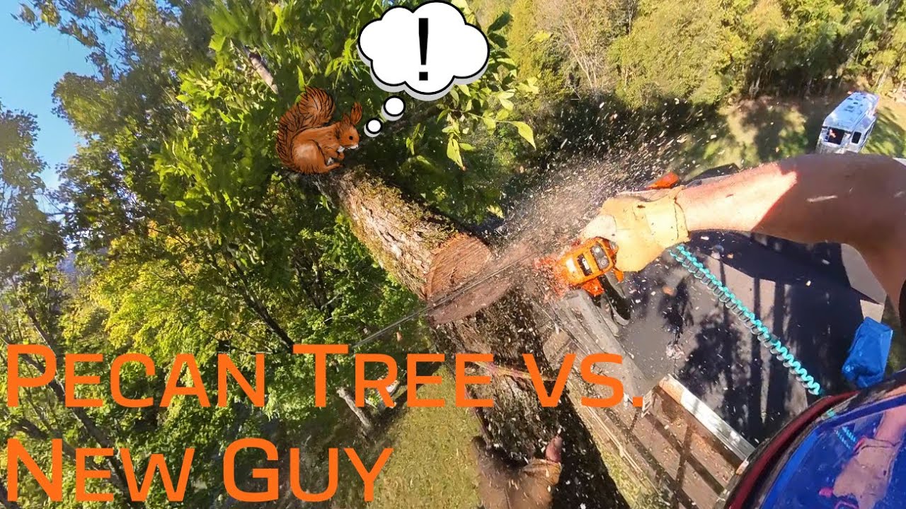 Pecan Tree Trim Over Home Service Line - New Guy
