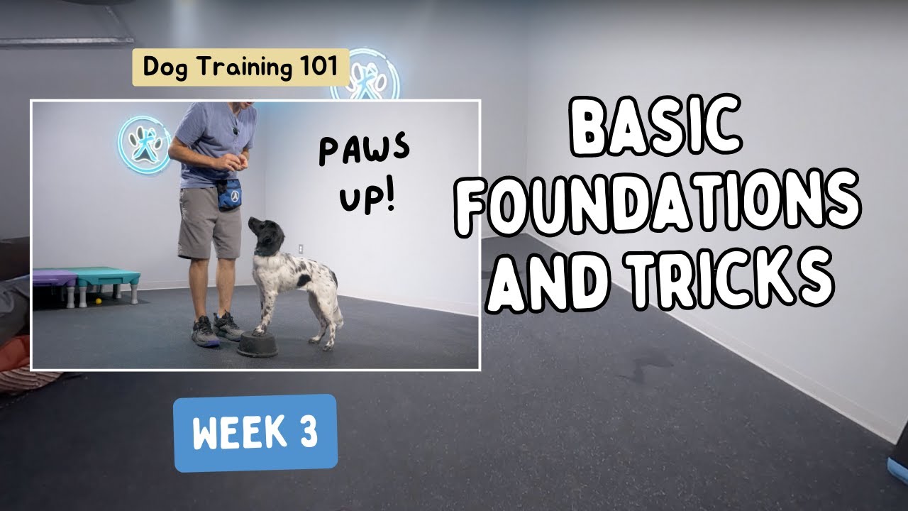 The Ultimate Dog Training Guide - Week 3