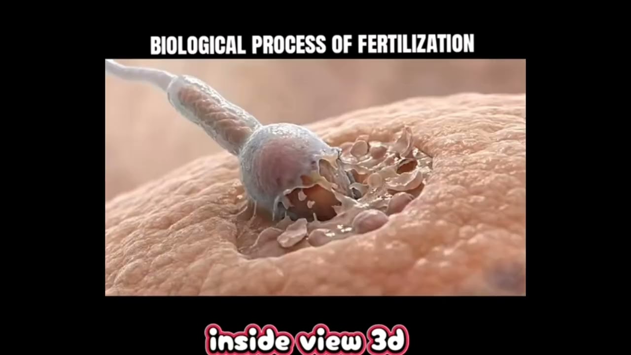 Biological process of fertilizatiob #usa #pregnant #animation #fertilization #biologicals #sperm 