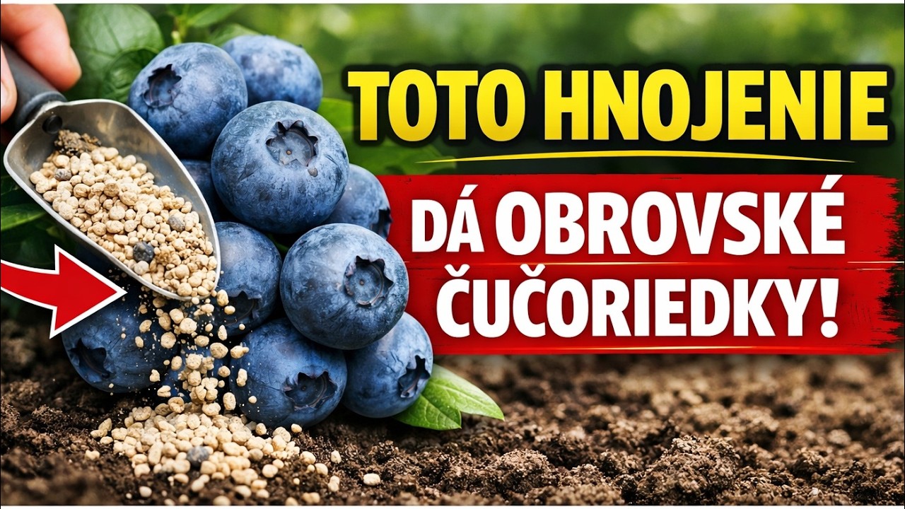 ZABUDNITE na malé plody! Toto JARNÉ hnojenie zaručí OBROVSKÉ čučoriedky (Kľúčový krok)
