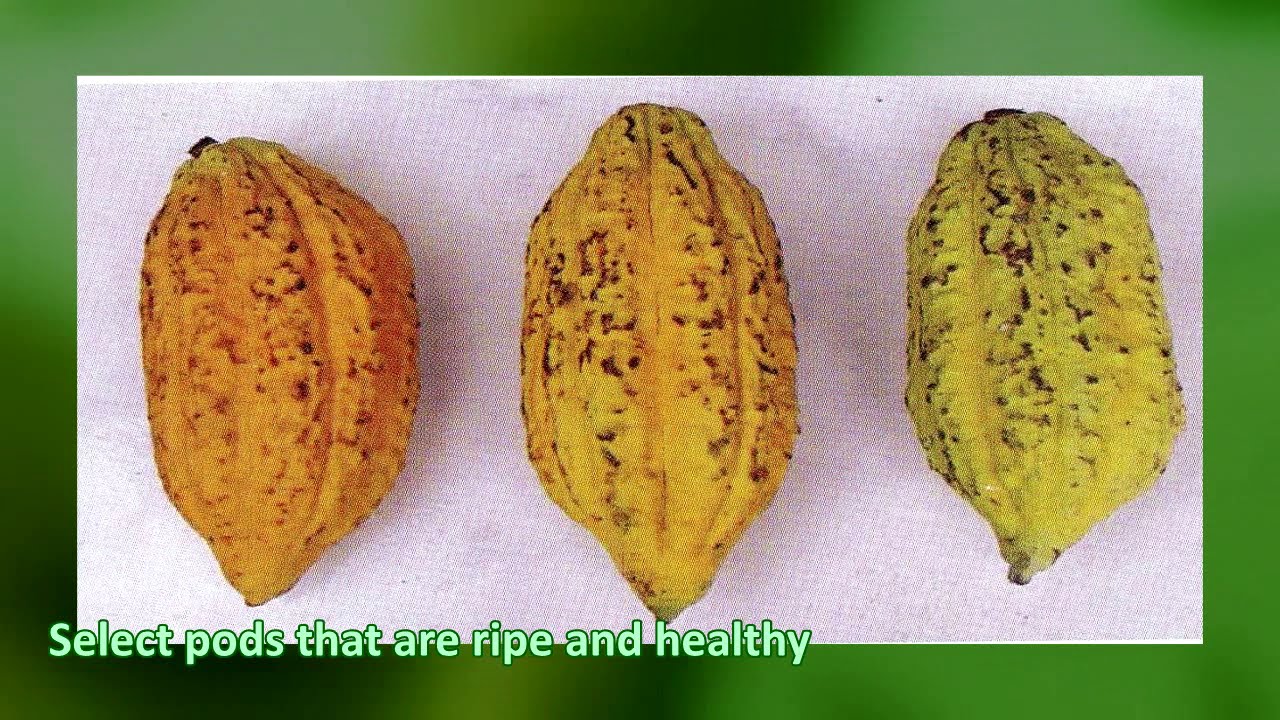 Cacao Grafting Operational Techniques