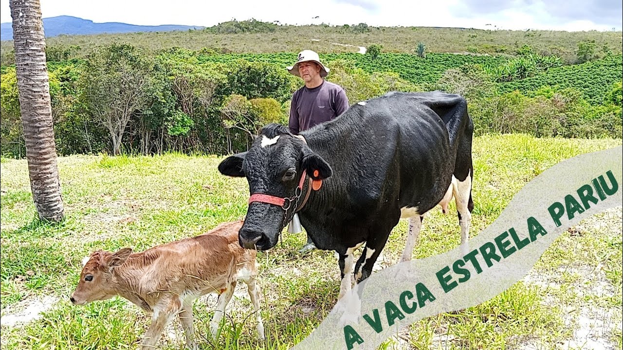 A vaca Estrela pariu - Vida na Roça - Recanto do Sossego