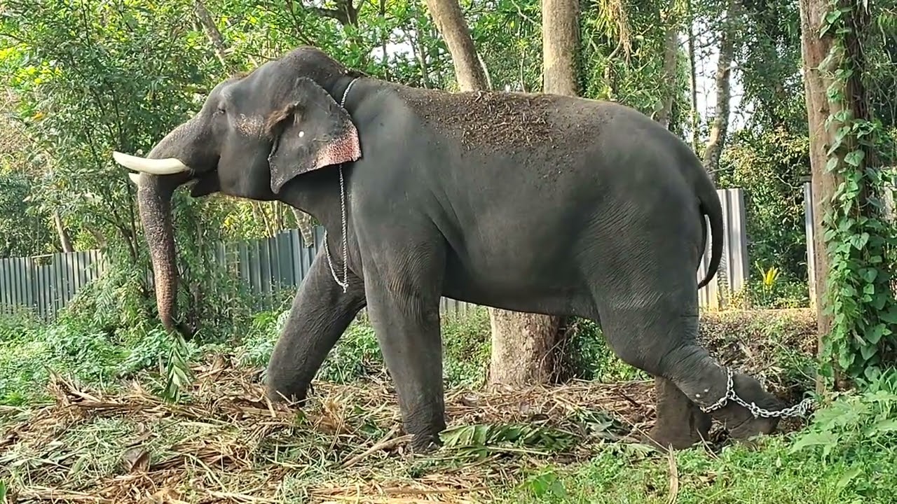 വിശ്രമവേള അനന്ദകരമാക്കി ആക്കാവിള ❤️