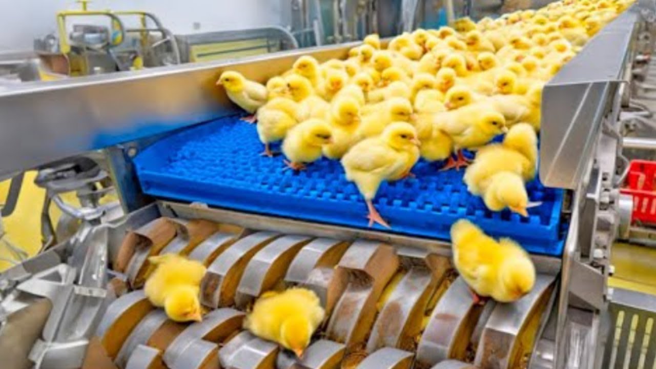 Chicken Mega Factory: Chicken Egg Incubation Technology - Broiler Raising Method & Process