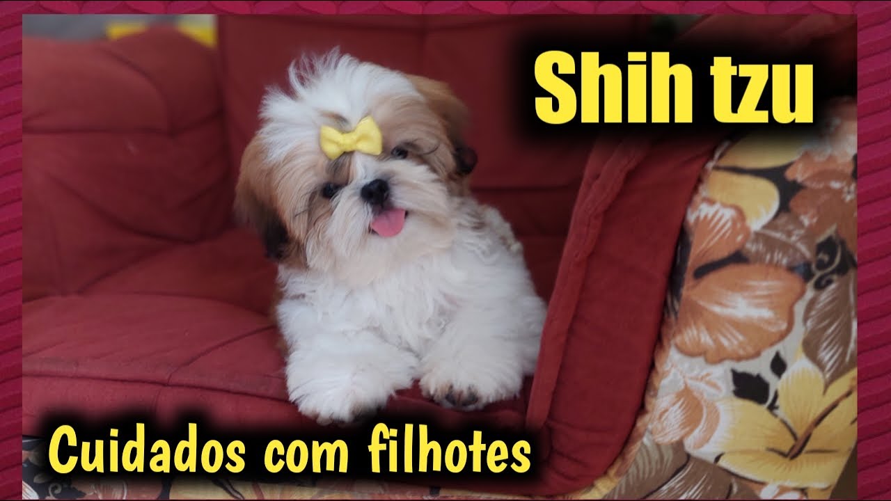 CUIDADOS COM FILHOTES DE SHIH TZU