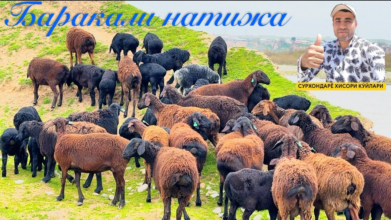 👉1 йилда 3 баробар кўпайтириш: 24 та қўйдан 80 тага!