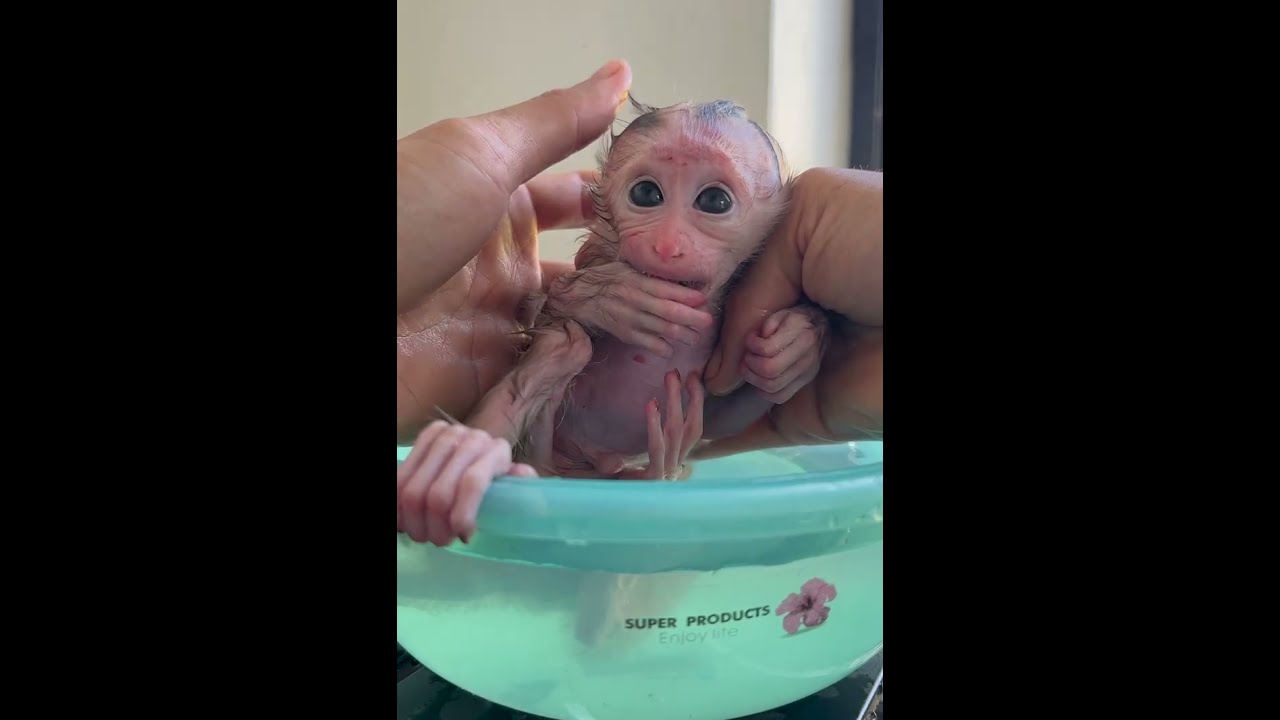 #poorlittlebabymonkey #babymonkey #savingbabymonkey #helpbabymonkey #sadbabymonkey #videosort