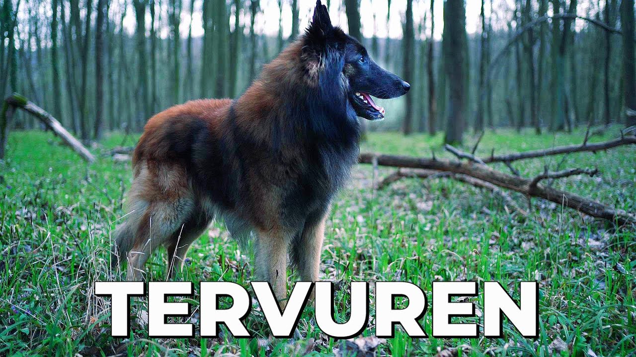 Belgian Tervuren Shepherd | Spring in Brno