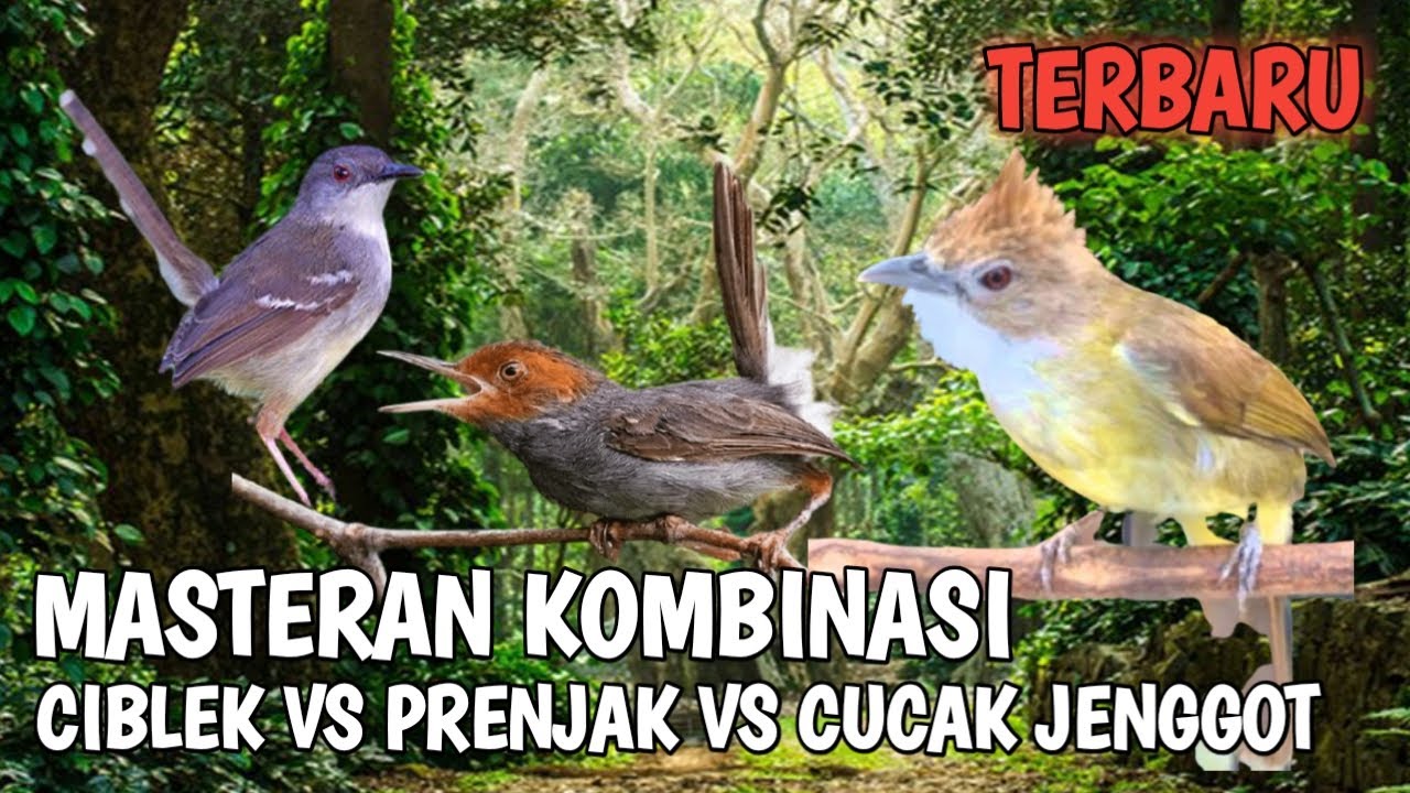 MASTERAN 2023 KOMBINASI TEMBAKAN TAJAM DAN KASAR CIBLEK  VS PRENJAK  VS CUCAK JENGGOT PIKSET