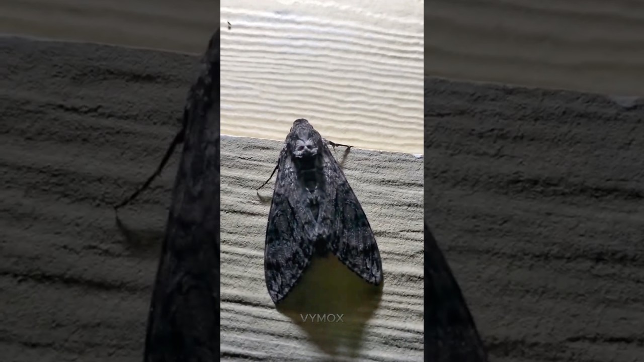 Moth&rsquo;s can&rsquo;t be scary ☠️