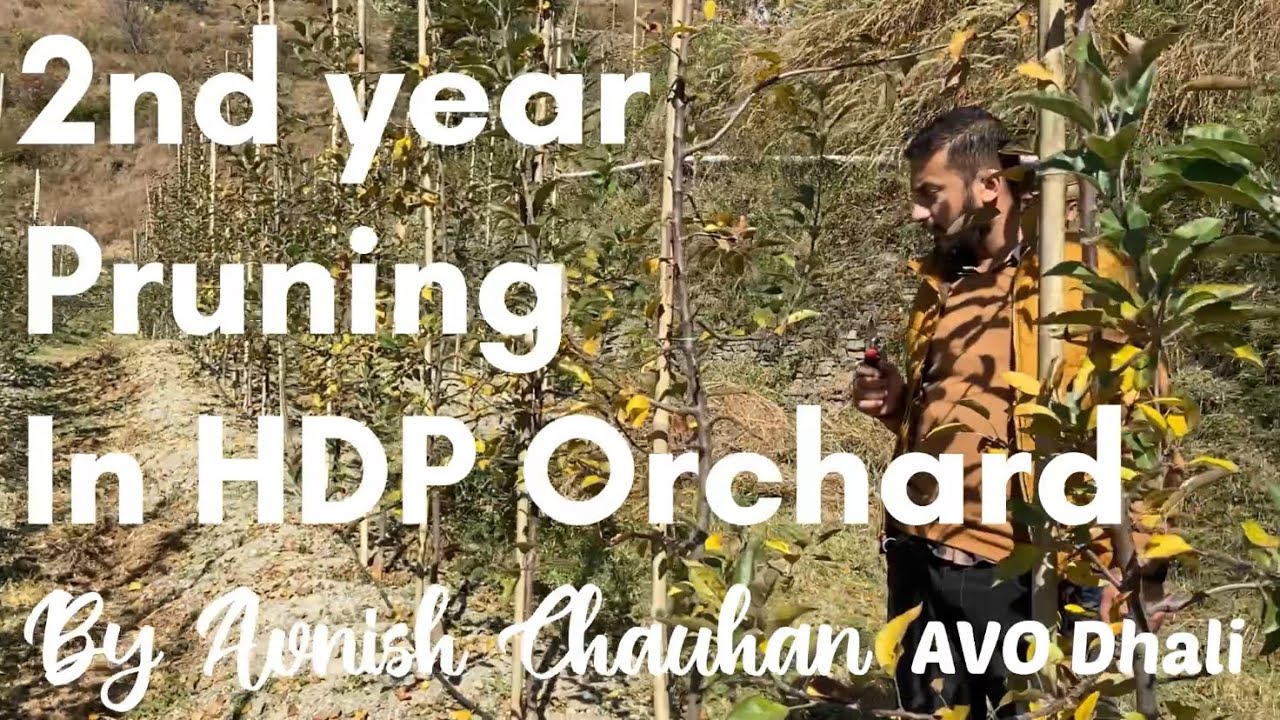 2nd year pruning in HDP Orchard (Apple)