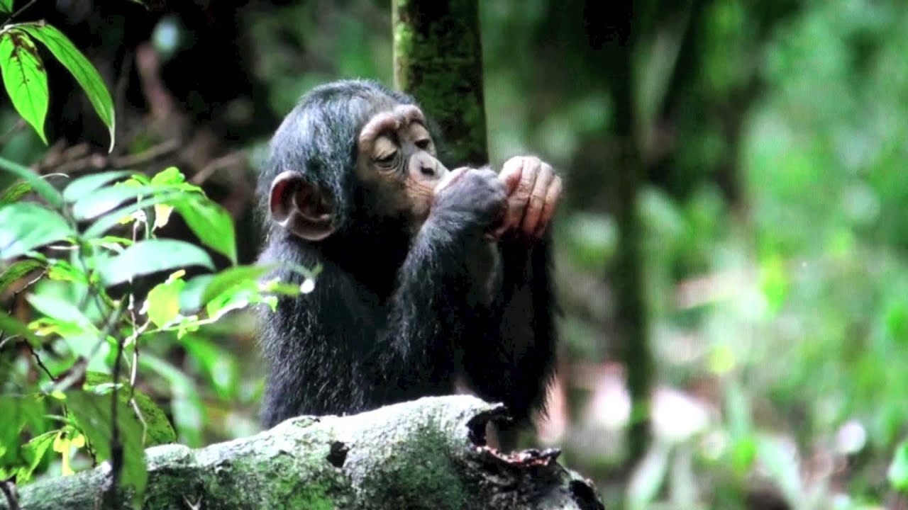 Chimps Cracking, Eating and Acting Nuts