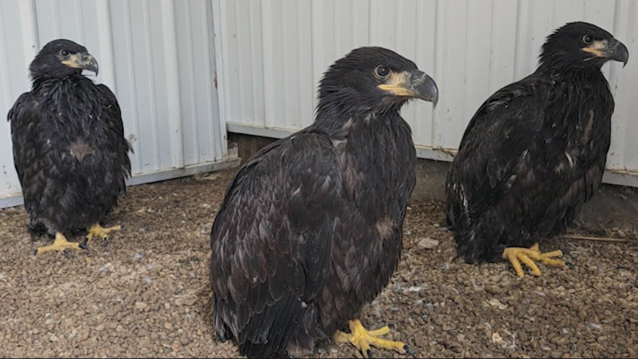 Urbandale eagle lovers rush to rebuild nest, save fledglings after storm