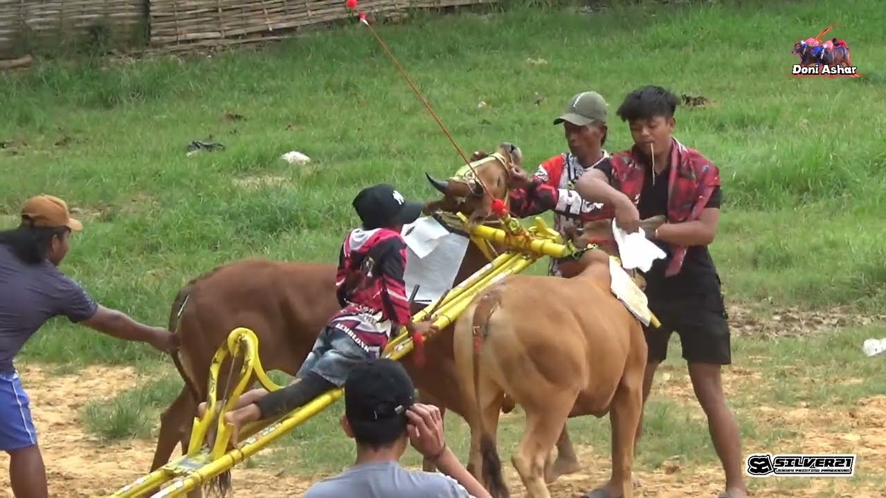 Latihan Karapan Sapi Di Lap Asemanis Pamekasan. 
