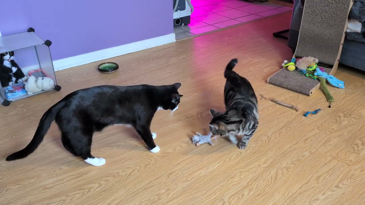 ᓚᘏᗢ Playful Kitty Really Likes Her Mouse Toy (part 2) | Cute Tabby Cat Short