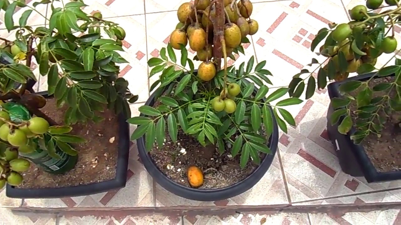 Cajamanga anão