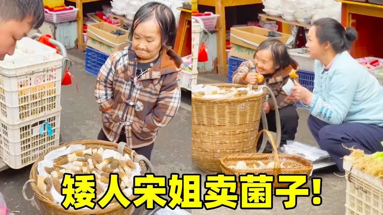 矮人宋姐大早上早早来到集市卖菌子！新鲜采摘的羊肚菌，客人看了是人见人爱！