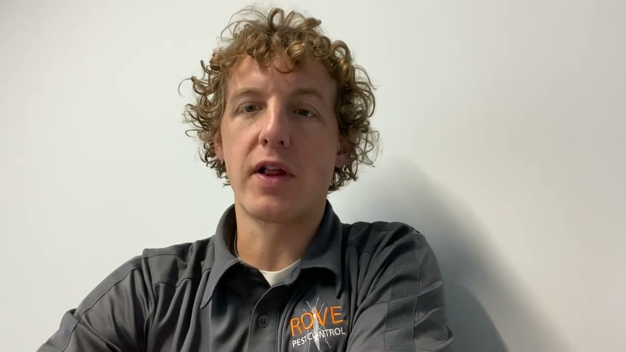 Why hire a professional mice exterminator