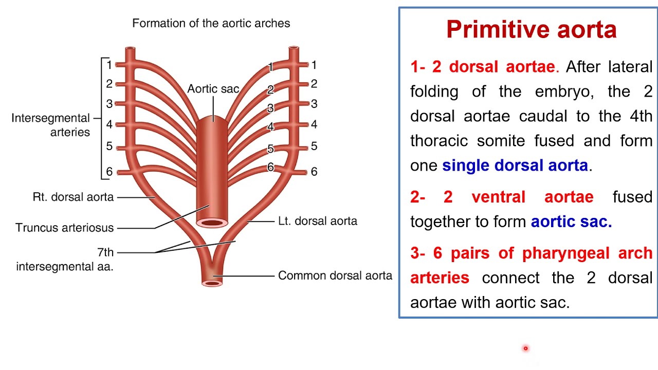 Development pharyngeal arch arteries - development aortic arch- Foetal circulation