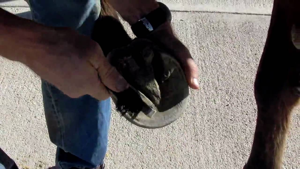 Easyboot Glue-On Hoof Preparation Video