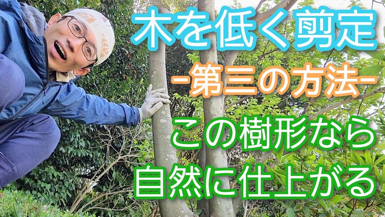 【木を低くする剪定③】大きく育った木でも小さくできるケース(2023年3月)🌳🌿