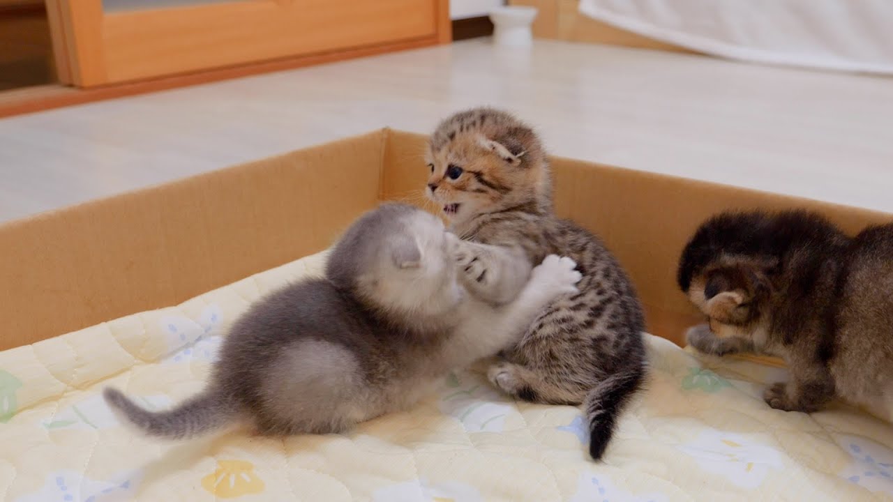 The kitten that suddenly becomes mischievous when it goes back into the box is cute.