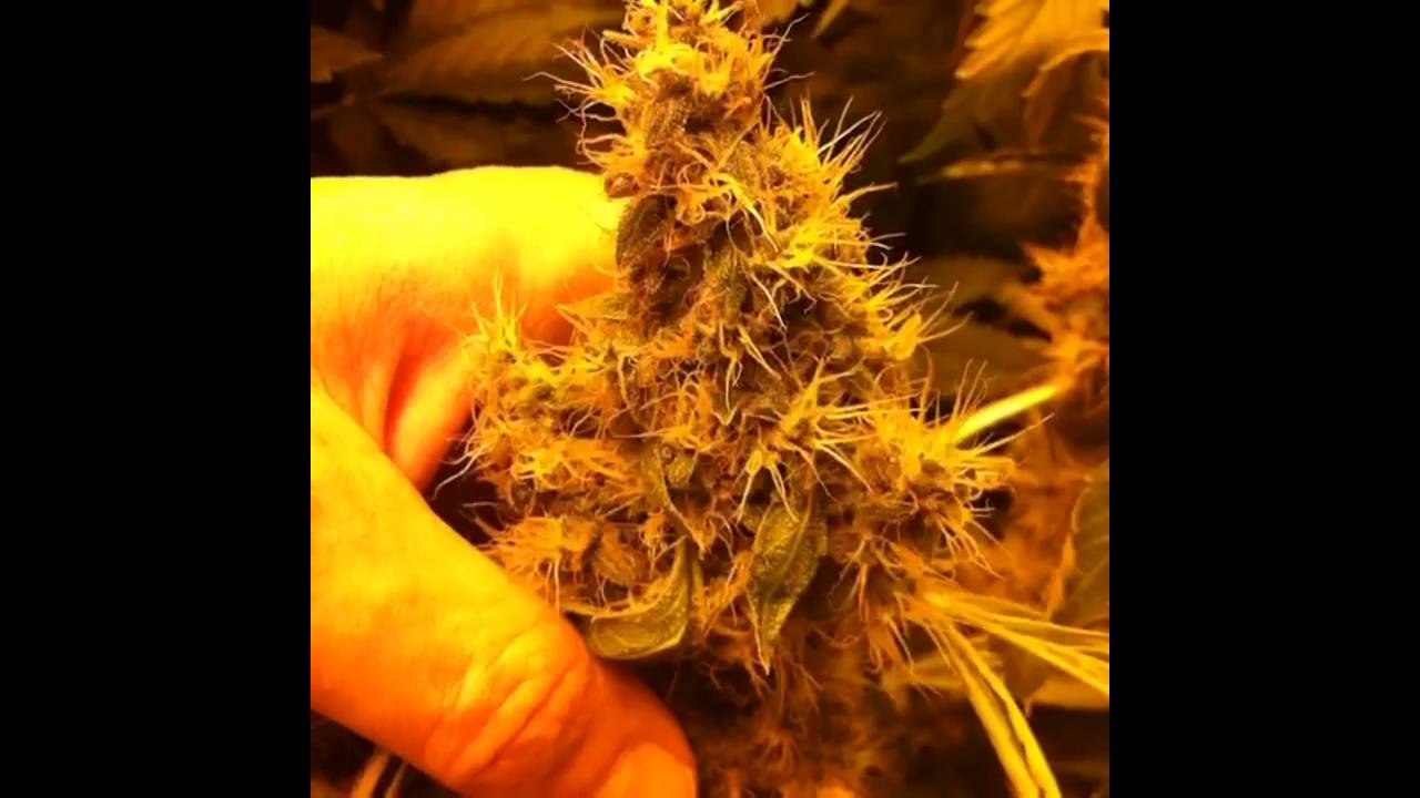 Sticky Buds