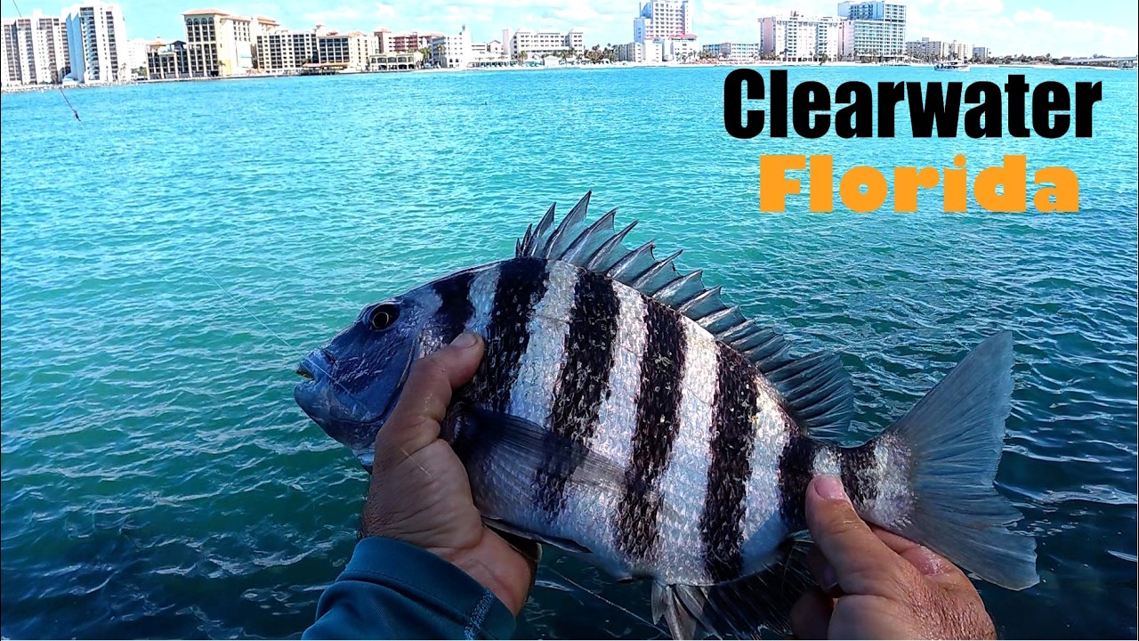 THE BEST Sheepshead Spot For Shore Fishing in Tampa Bay Florida