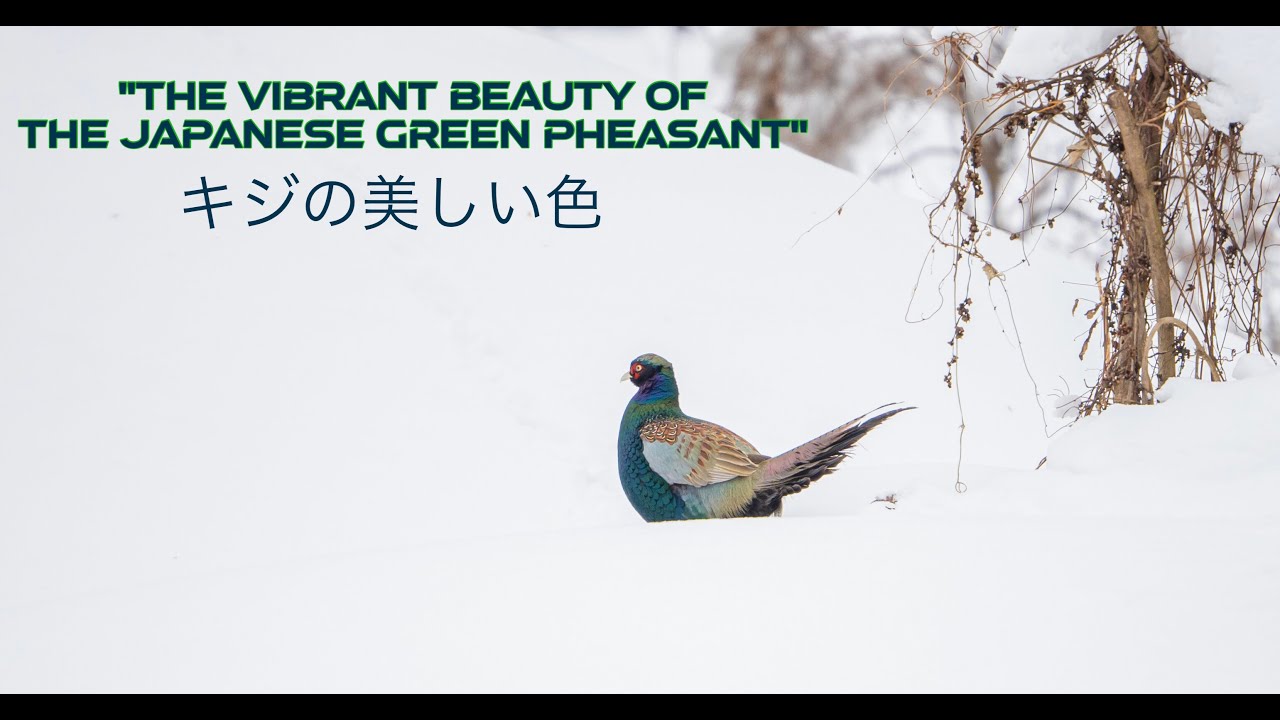 A Closer Look at the Japanese Green Pheasant-日本