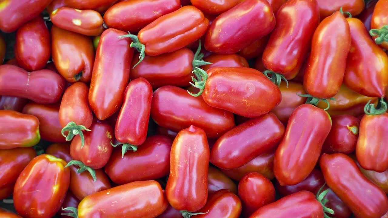 Grow Tons of Tomatoes, Not Leaves - Complete Growing Guide