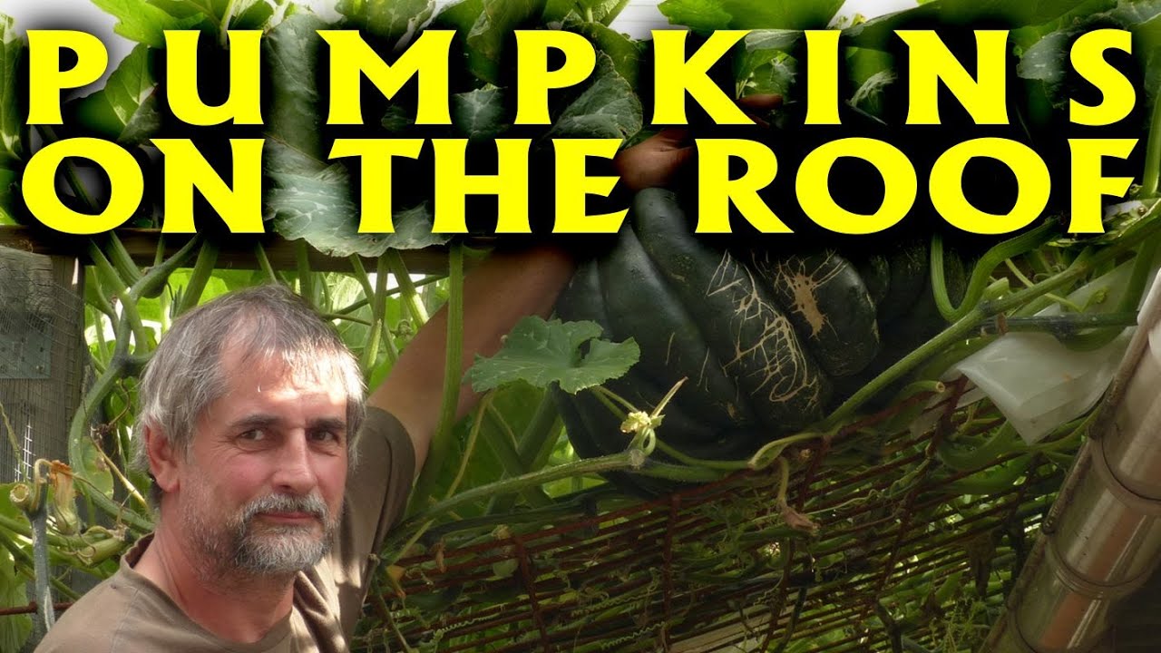PERMACULTURE / high-yield production in limited space / Pumpkins on a roof