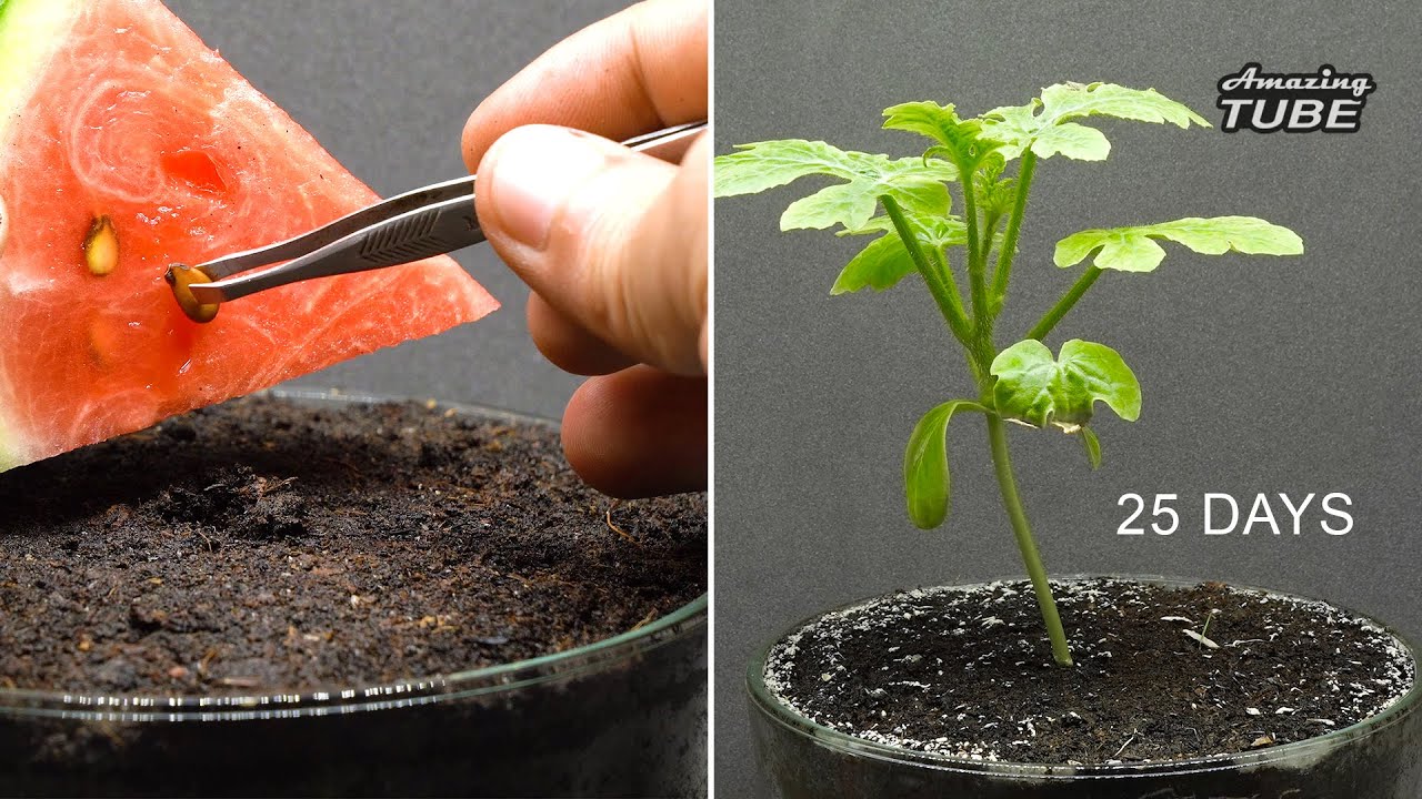 Growing watermelon from seed Time lapse 25 Days