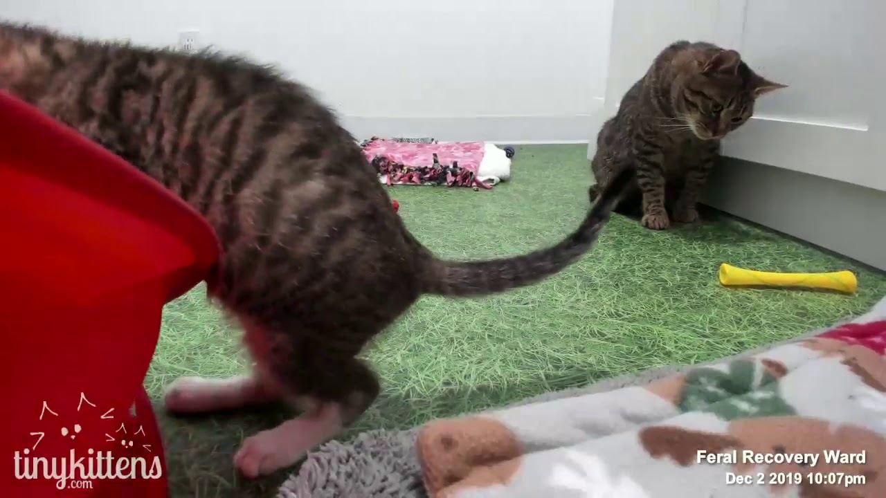Kittens gone wild... with Uncle Mirok and a Shelly visit!  TinyKittens.com