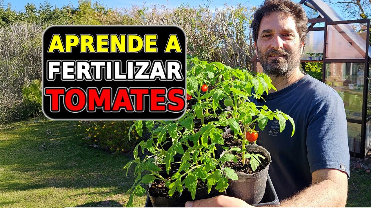 Fertilización de tomates para ACELERAR su crecimiento. Cuidados de plantines y trasplante definitivo
