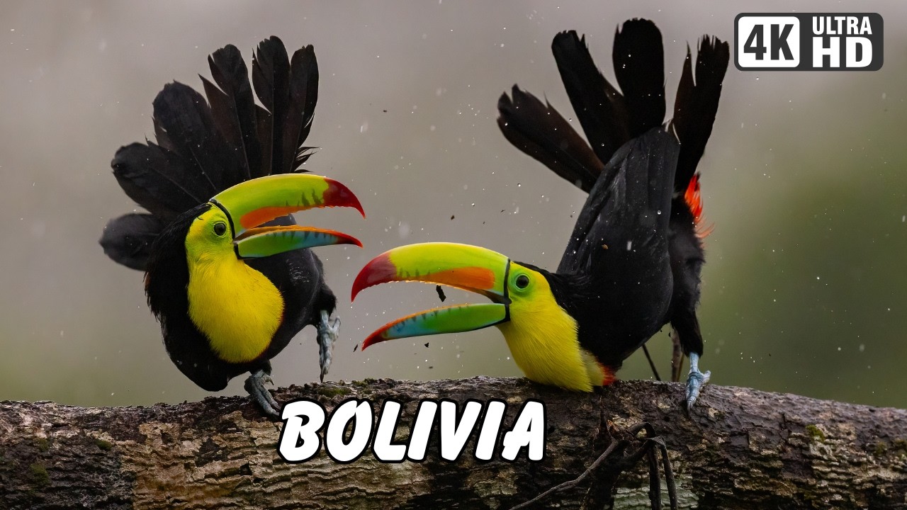 BOLIVIA: Para&iacute;so de AVES |  DOCUMENTAL COMPLETO