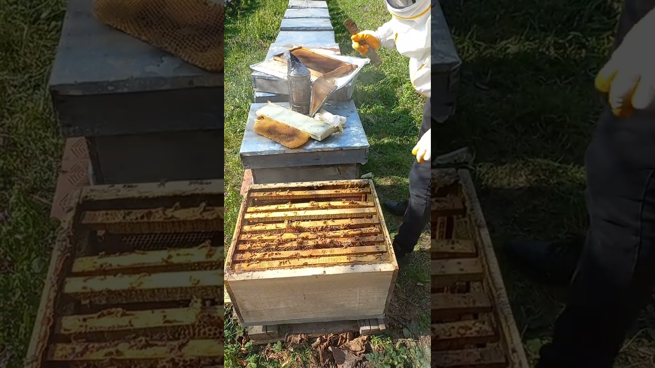 Arıcılıkta Erken ilkbahar Ana arı kontrolü ve kovan daraltma 1.bölüm